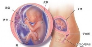 新生命如何诞生,新生命从哪开始的