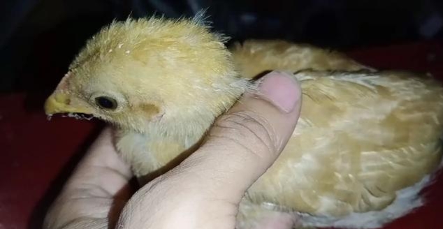 养鸡的利润与成本真实科普,现在养鸡的成本和利润大概是多少