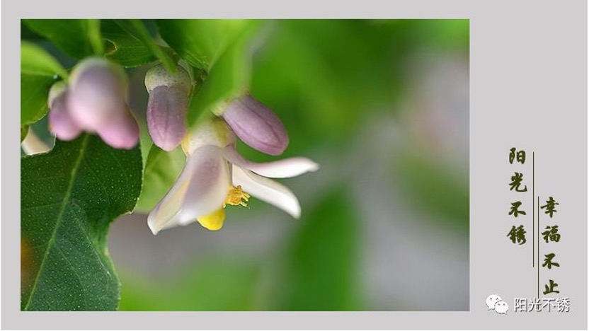 在瑞士买什么有纪念意义,在瑞士消费高