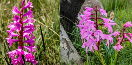 昆虫:喂,3·15平台吗?我实名举报假冒拟态花朵