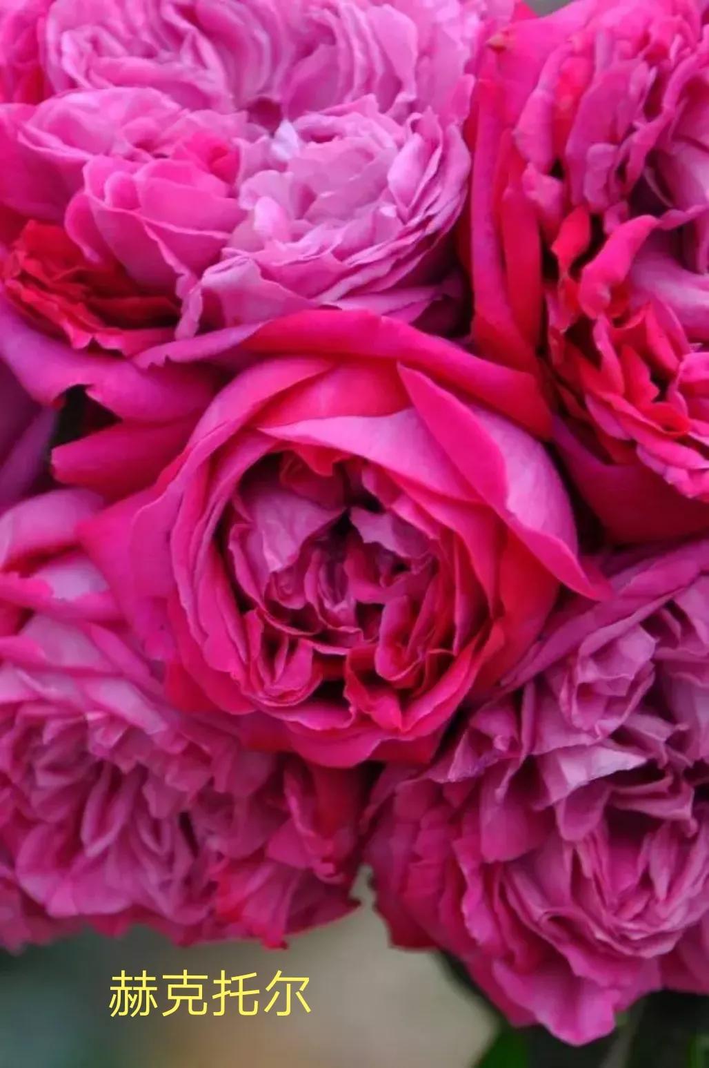 2020年木村卓功月季新品,木村卓功的月季都比较耐阴吗