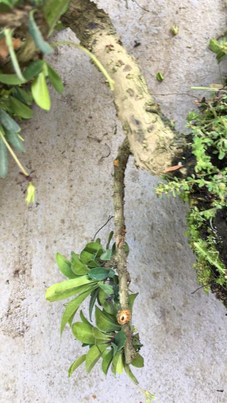 苹果盆景修剪技巧图解,新手也能学会的修剪盆景技巧