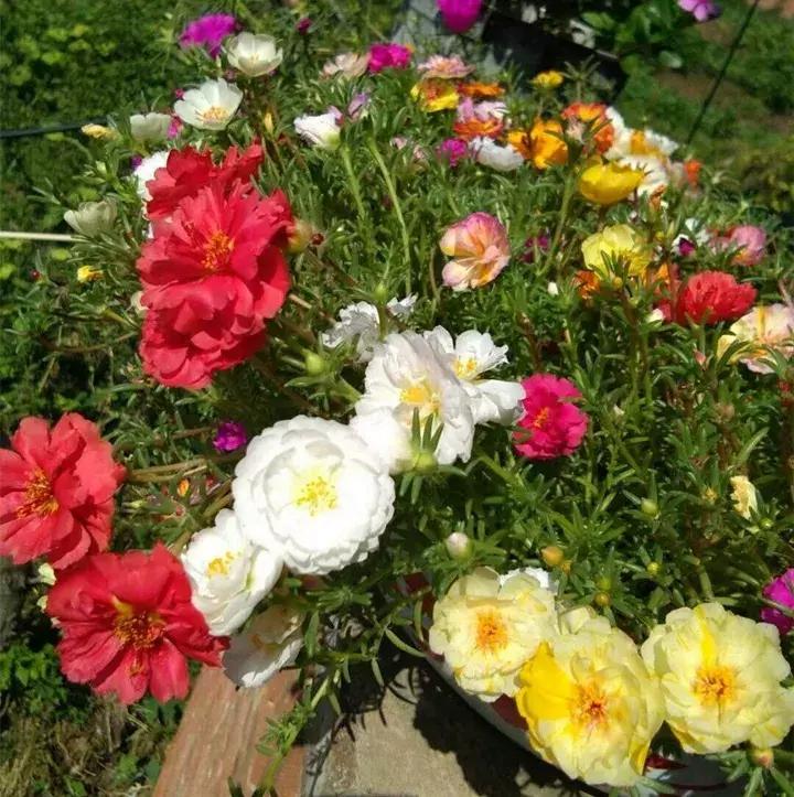 这10种花不怕晒,这3种花不能懒着养