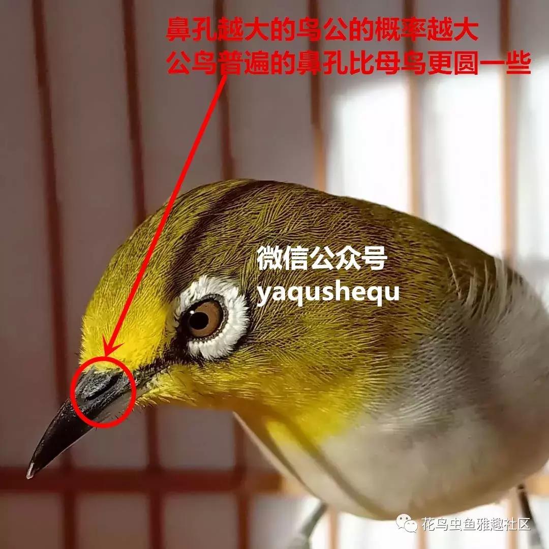 养鸟新技术绣眼,绣眼养鸟知识