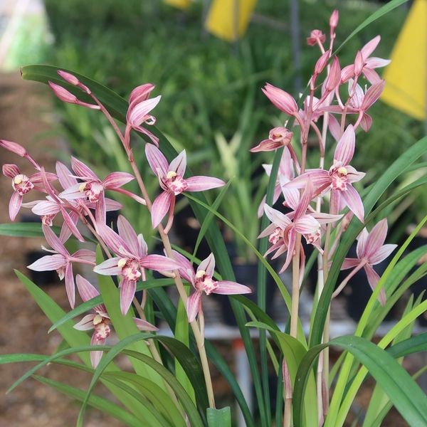 最香最好养的开花次数多的兰花,哪种兰花好养又花多还香