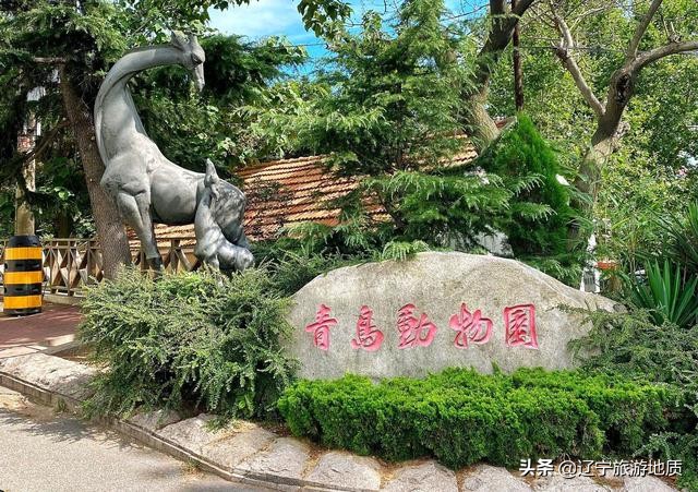 青岛动物园大熊猫馆从哪进,青岛动物园熊猫馆游玩攻略