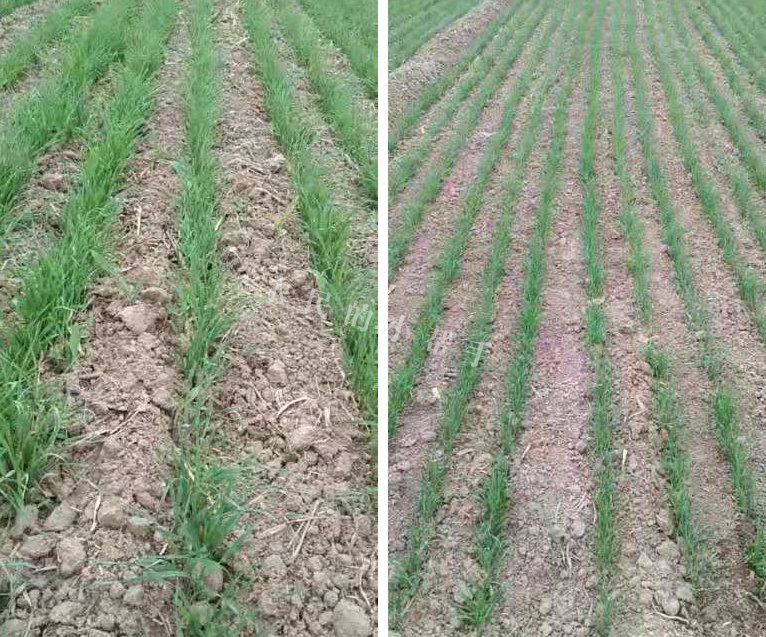 种植小麦一亩需要多少克硼?,种植小麦怎样打药最好用