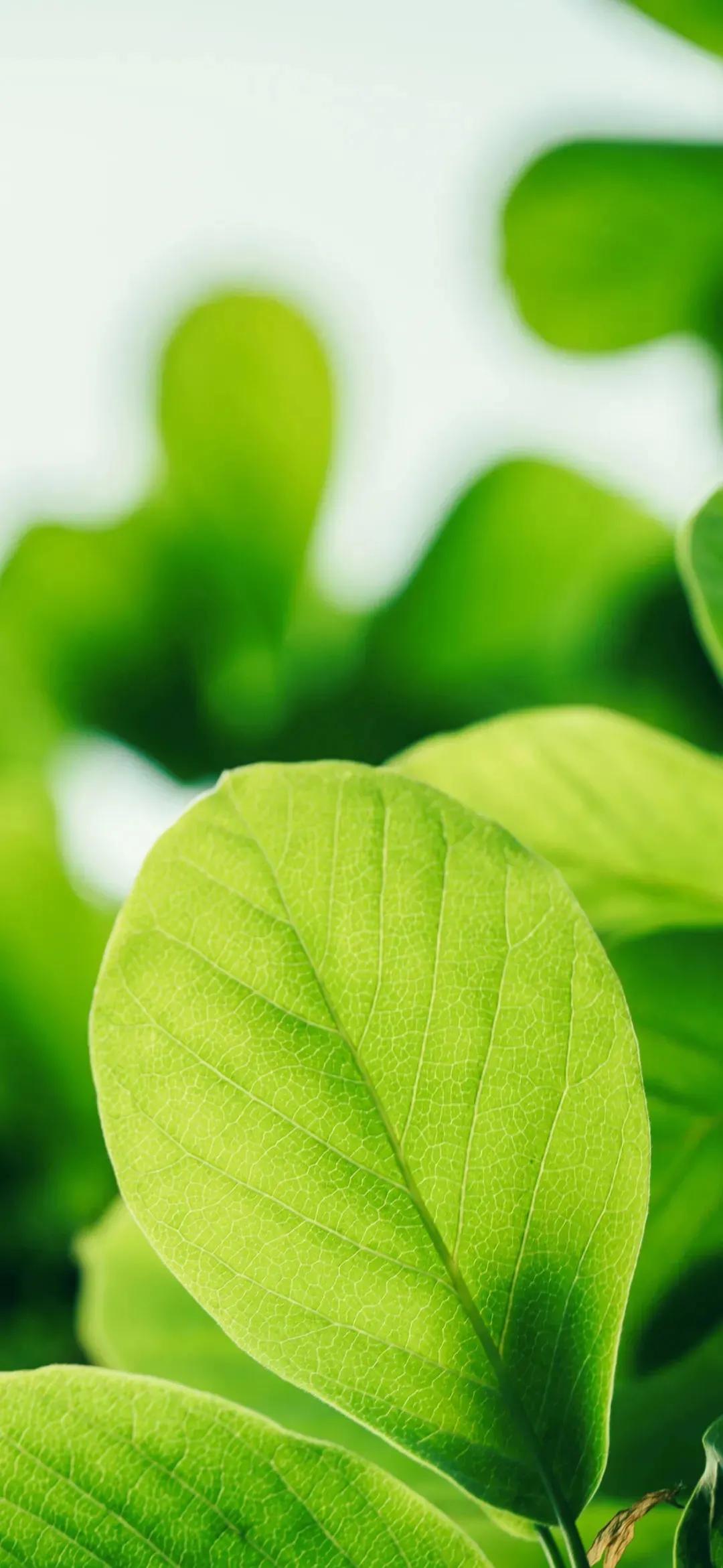 今日新鲜壁纸,4k超清壁纸1080p优选