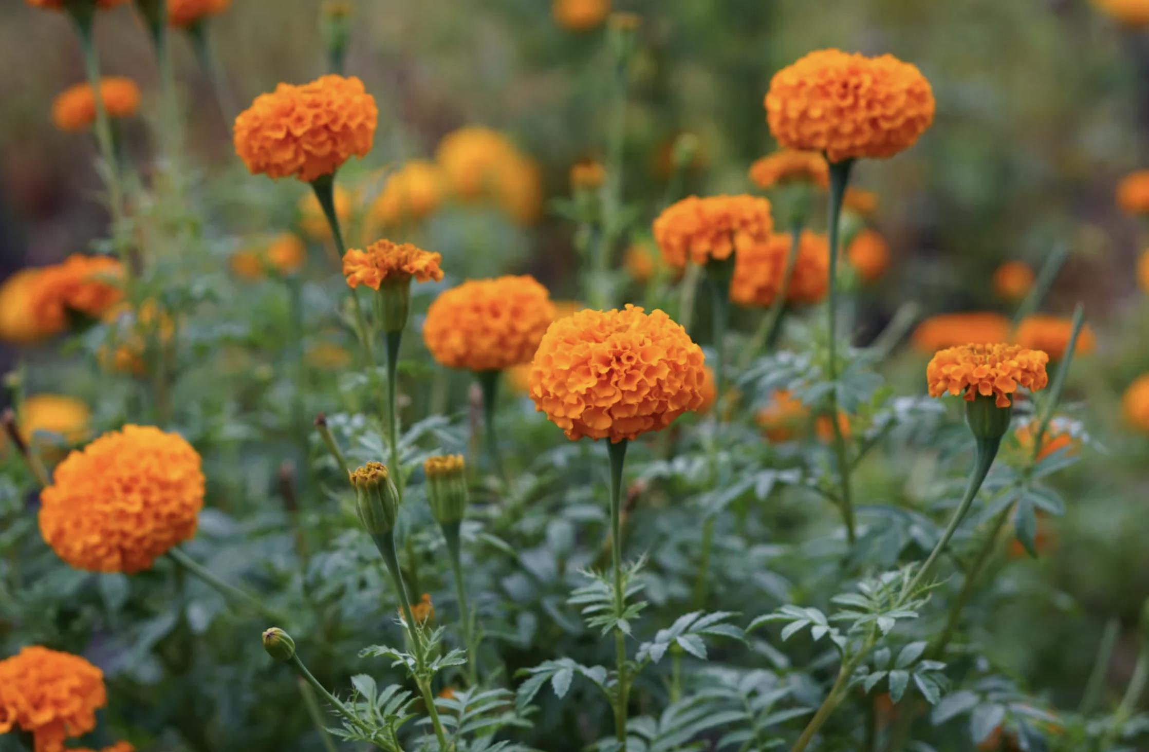 充满生命力的花卉,20种黄色的花