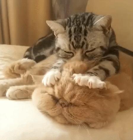 养英短还是俄蓝,养英短蓝猫还是美短好