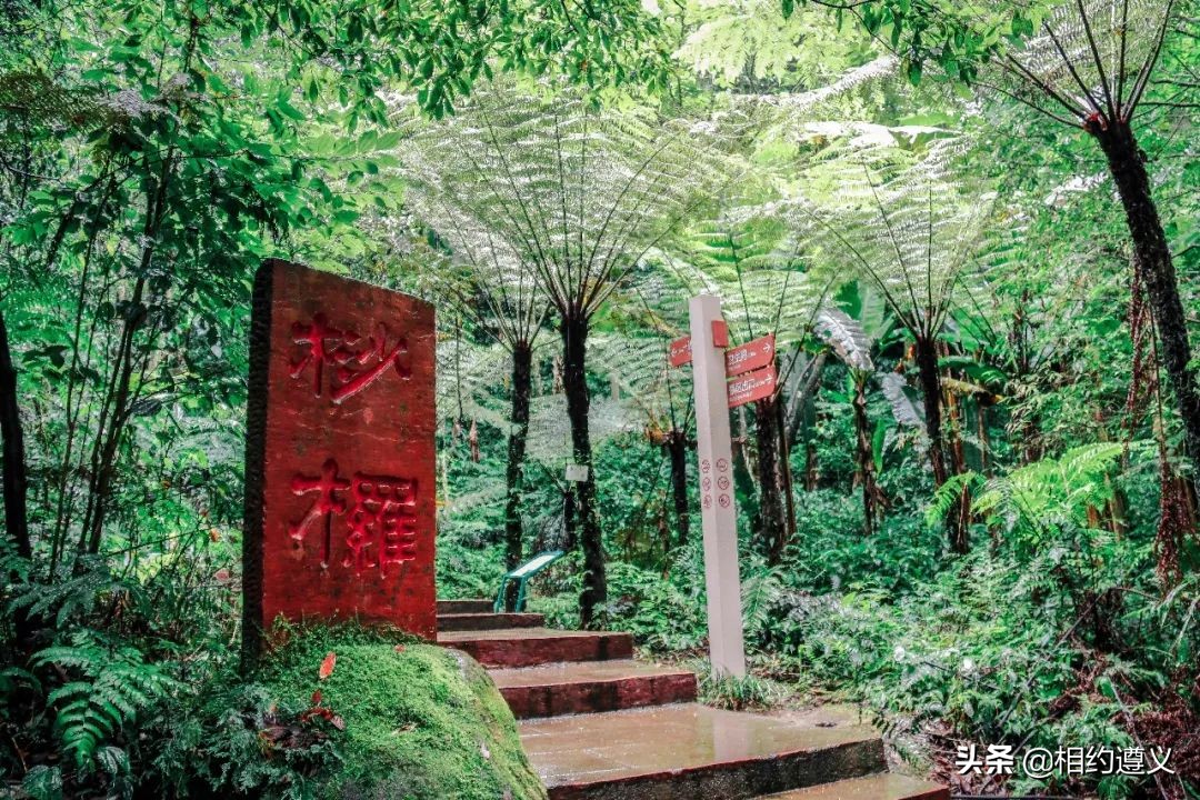 赤水大瀑布 侏罗纪公园 (贵州赤水侏罗纪公园攻略)