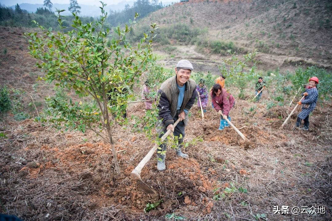 油茶苗初期管理,油茶移栽管护方法