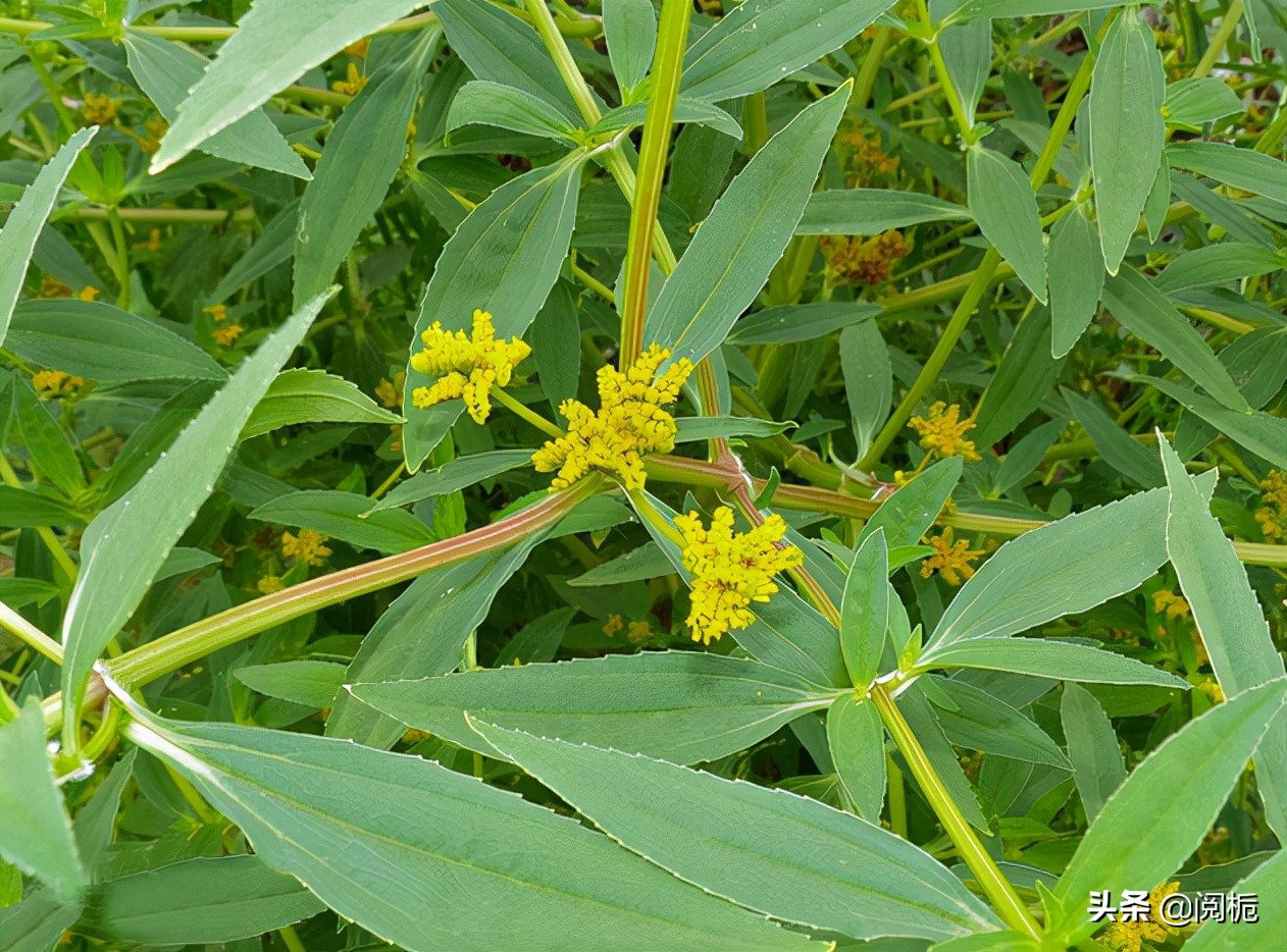 外来入侵物种，除了加拿大一枝黄花、小龙虾，你还知道哪些？