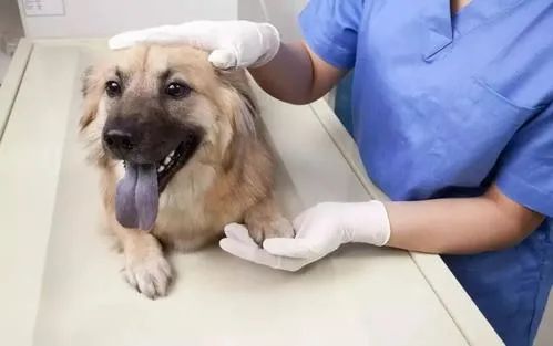 宠物看病怕被坑？宠物医院常见项目检查费用，了解一下
