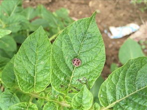 桃树蚜虫什么时间用药防治最好,防治桃树蚜虫什么时间较好