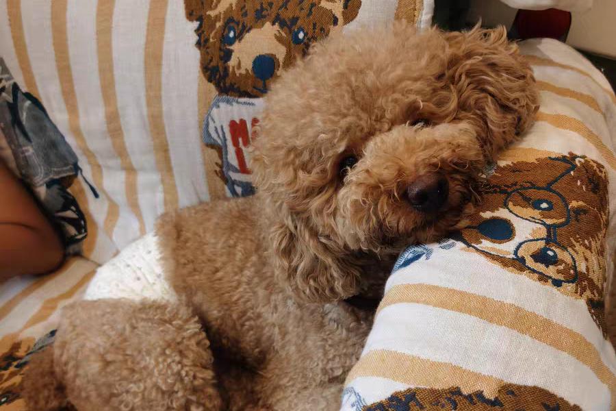 狗狗竟然也会来大姨妈,这7件事铲屎官一定要注意