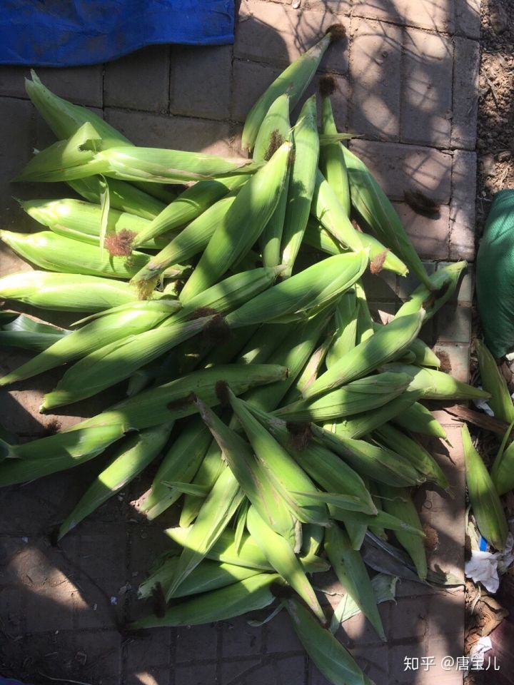 如何提升花种成活率,花种种植生活小技巧