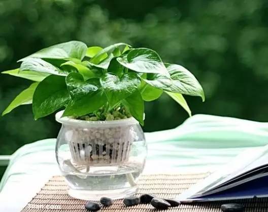 50种常见花卉浇水技巧,50种花卉种植技巧