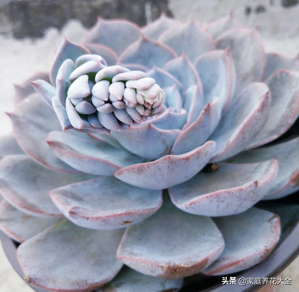 多肉蓝石莲怎么变漂亮,多肉蓝石莲怎么养