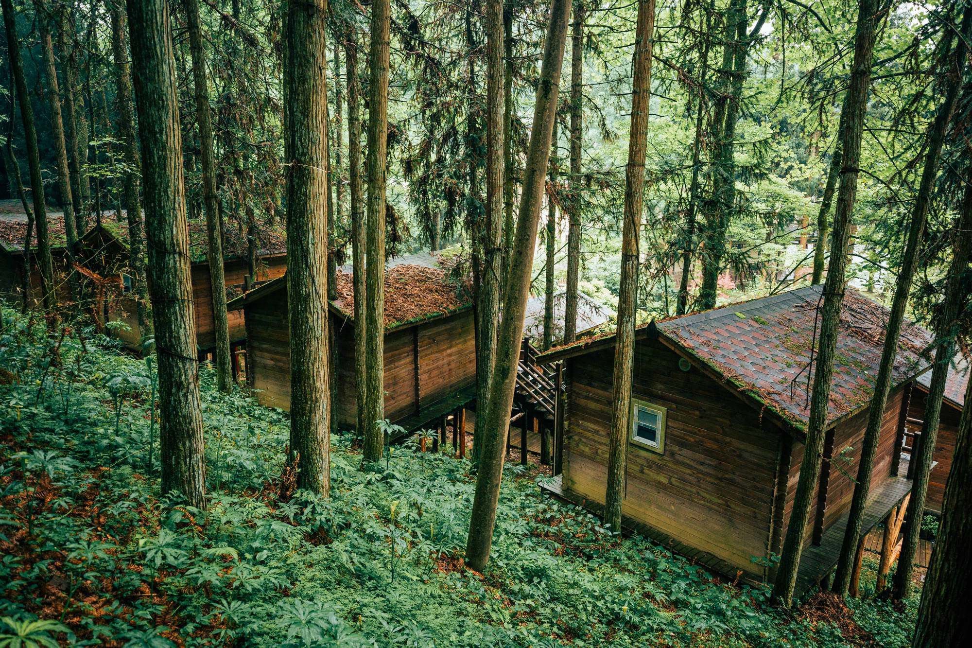 恩施坪坝营国家森林公园视频,咸丰坪坝营国家森林公园