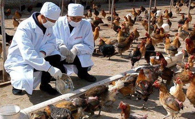 得了鸡痘的鸡可以用鸡痘疫苗吗,鸡身上长鸡痘可以吃吗