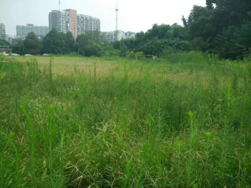 漫漫踢球路:疫情后的草根足球艰难前行,行进了派出所!