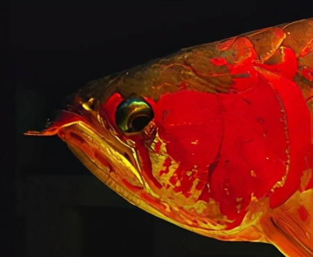 小龙鱼疾病,龙鱼突发疾病