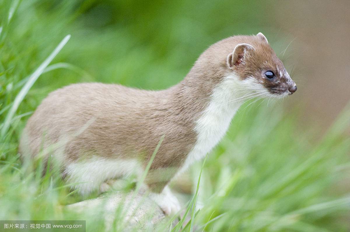 貂动物介绍,黄金貂介绍
