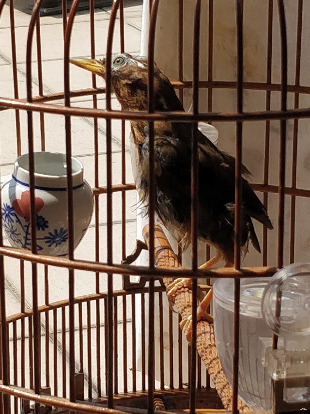 画眉鸟换毛的正确方法,画眉鸟换毛的最佳方法