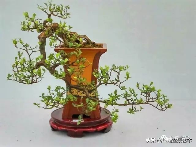 文人杂木盆景精品欣赏,可以做盆景的杂木图片大全