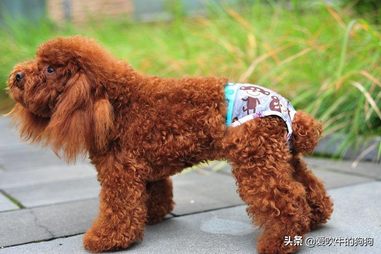 狗狗一般什么时候就开始来月经了,狗一般几个月来月经啊