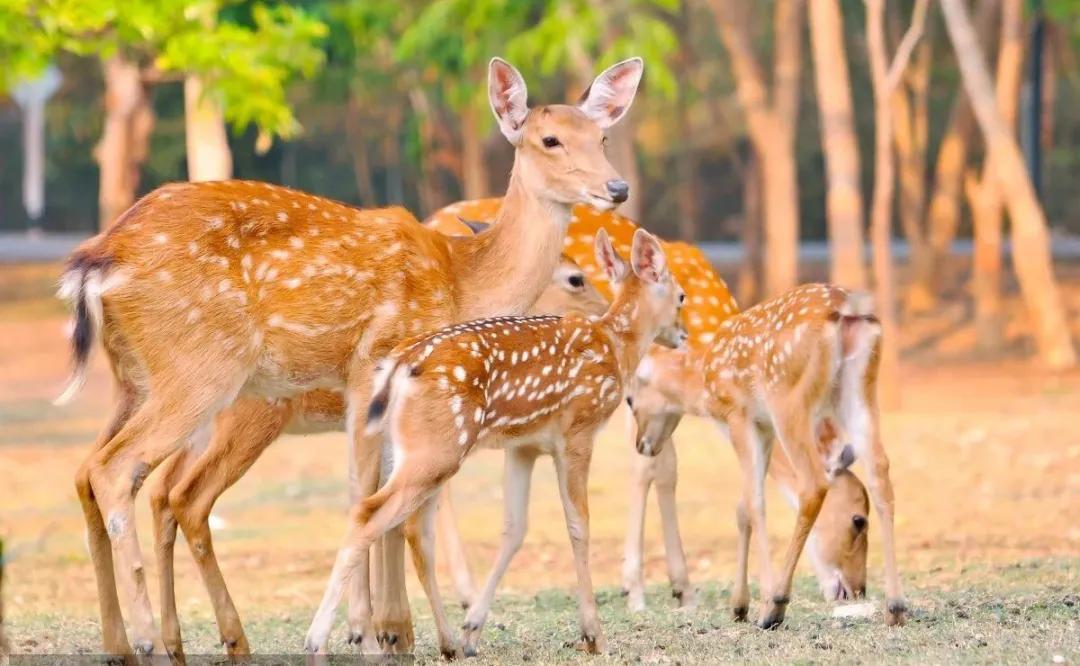 东南花都花博园景观,东南花都花博园