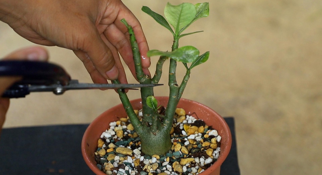 10种最毒花卉,20种大毒花