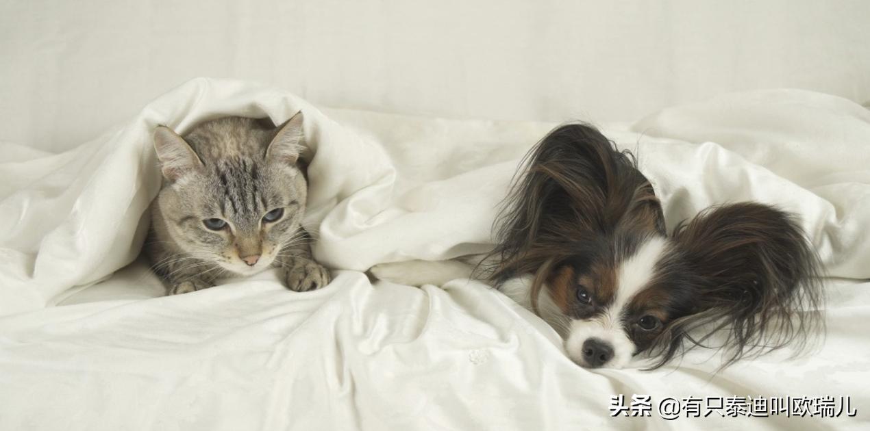 主人不在家猫咪为什么尿床,猫咪尿床怎么办能教训它吗