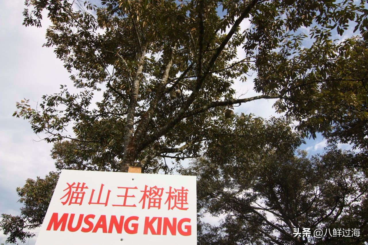 榴莲之王品种,榴莲无壳无核