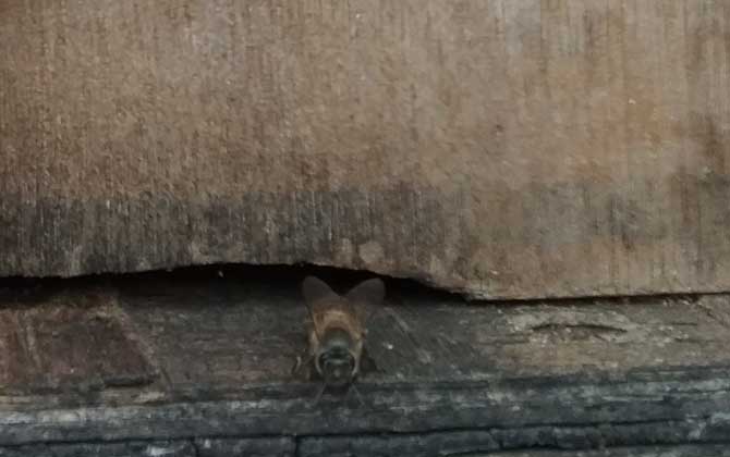 蜜蜂生棉虫用什么药,蜜蜂生棉虫用什么药消灭