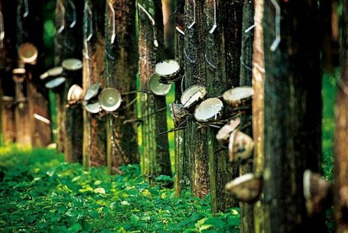 PROOSEN科普：天然乳胶、合成乳胶和人造乳胶之间的区别