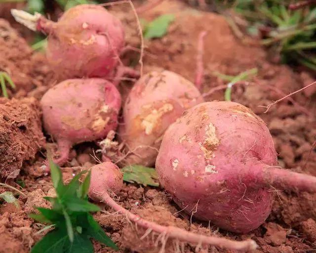 番薯中国原产有哪些品种,番薯原产地