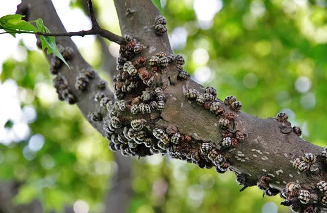 草履蚧预防季节,大球蚧怎么防治