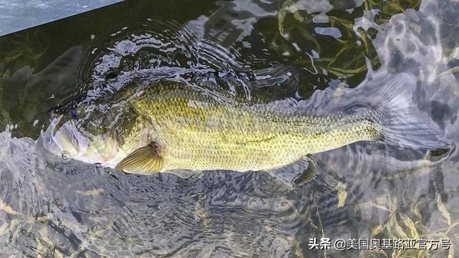 美国奥基路亚沉水软虫,路亚鱼缺氧