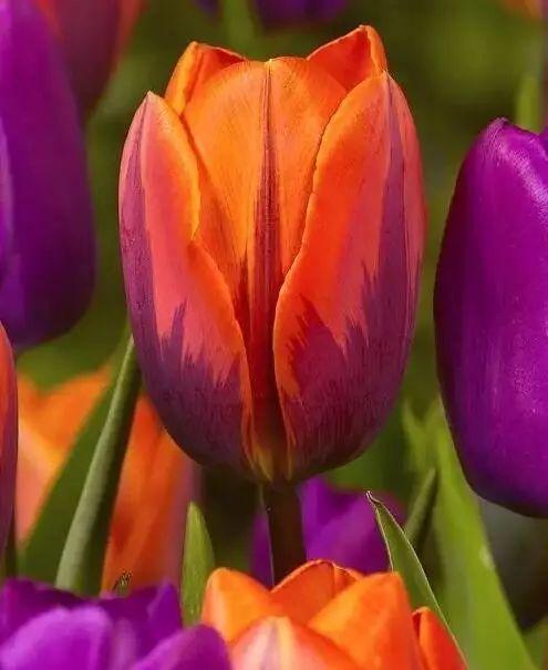 这才是世界上最贵的花卉,君子兰最便宜的花卉