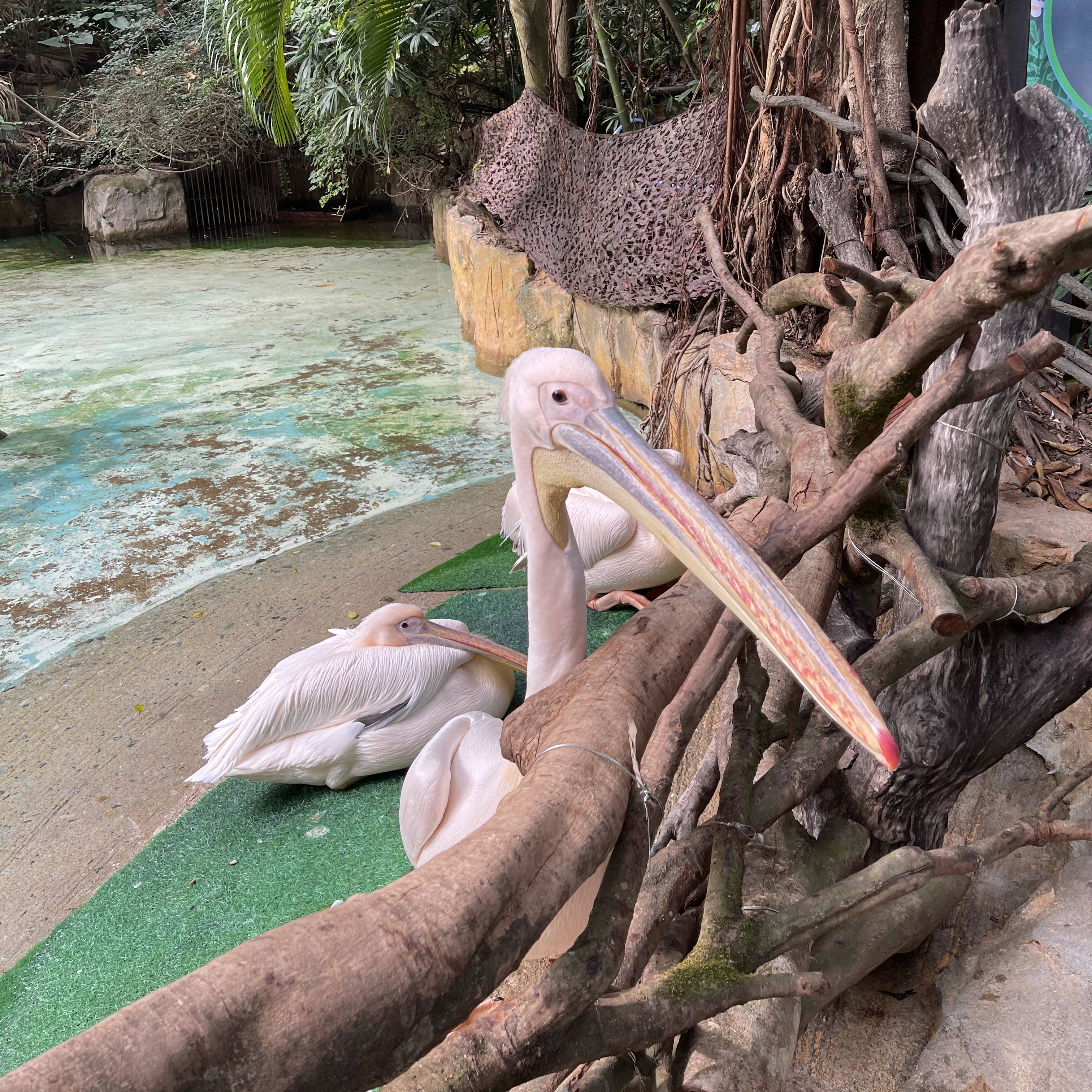 广州长隆野生动物园游玩攻略最新,长隆野生动物园亲子游三天