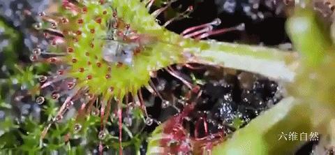 会捕食茅膏菜的昆虫,重庆首次发现能捕食昆虫的植物