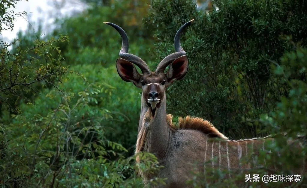 将剧毒涂在身上，不怀好意的野狗全被毒死，唯一善用毒的啮齿动物