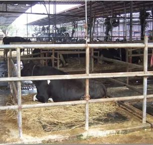 犊牛饲养管理三个原则,犊牛饲养原则