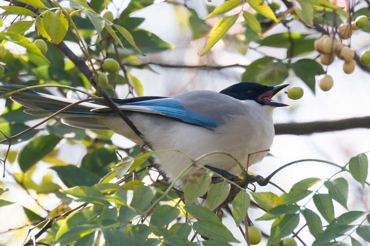 消失的苦楝树为什么很少,苦楝树为什么不长在深山