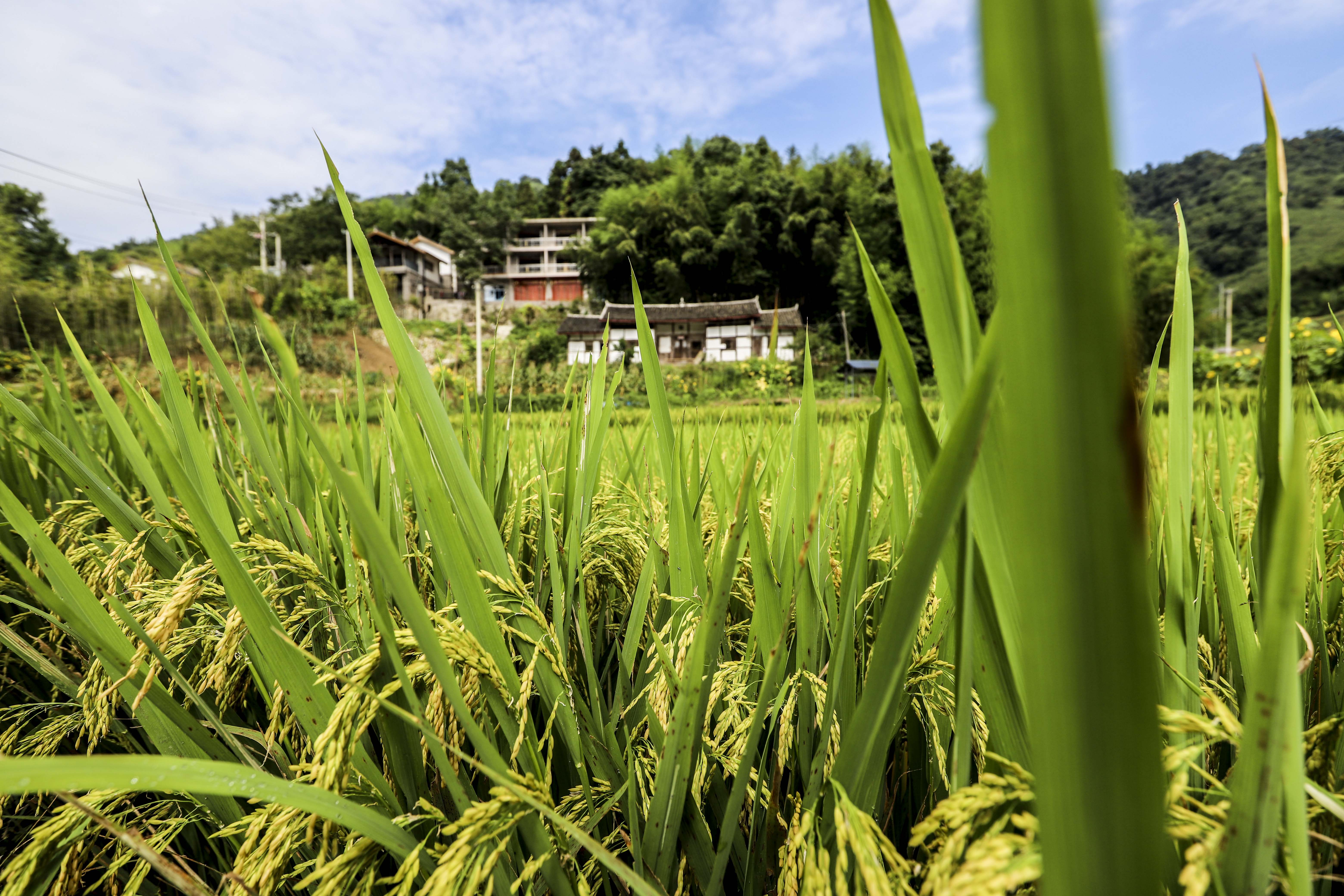 梁平环境好又便宜的农家乐,梁平周边的农家乐和休闲农庄