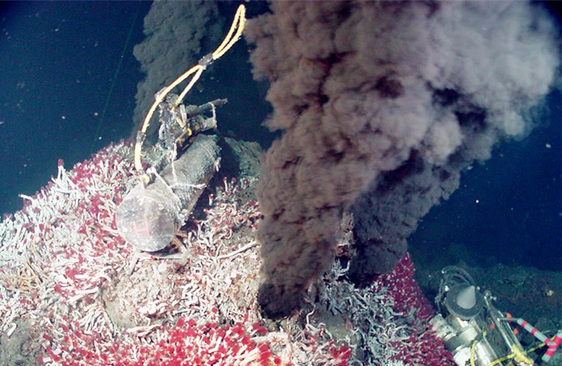 海底虾450度高温叫什么名字,100度水煮不死的虾