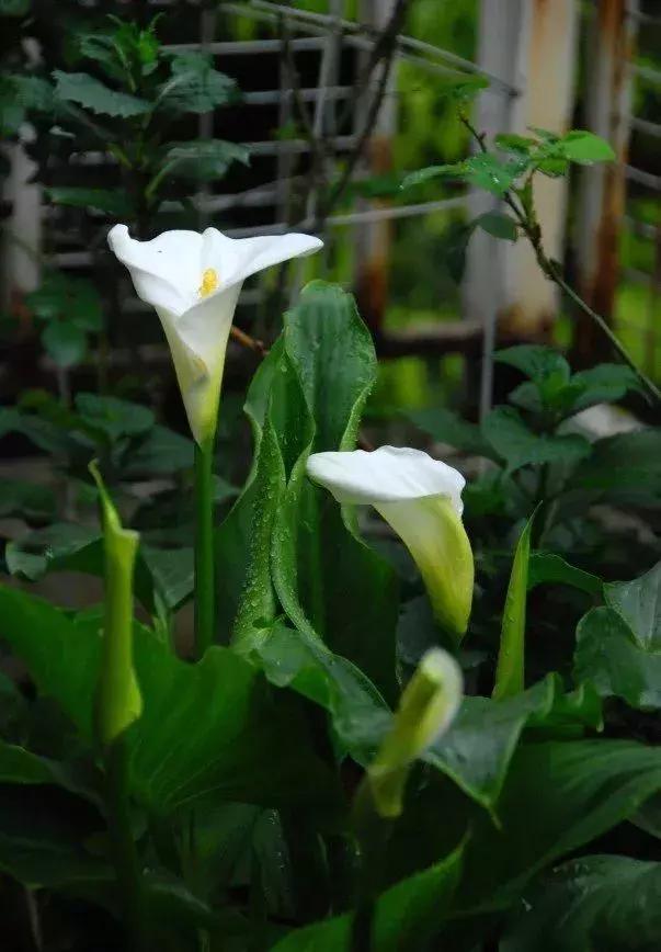 铜钱草与马蹄莲区别,马蹄金铜钱草怎么更旺盛