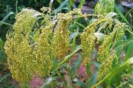 四体不勤五谷不分指哪五谷,四体不勤五谷不分指什么生肖